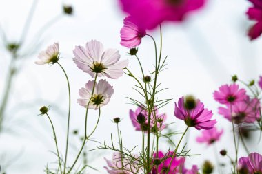 Jim Thompson Çiftliği, Nakhon Ratchasima Tayland 'daki Cosmos tarlasında her yıl Aralık ayında düzenlenen diğer güzel çiçekler ve önemli sergiler de dahil..