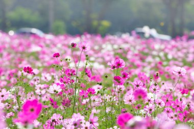 Jim Thompson Çiftliği, Nakhon Ratchasima Tayland 'daki Cosmos tarlasında her yıl Aralık ayında düzenlenen diğer güzel çiçekler ve önemli sergiler de dahil..