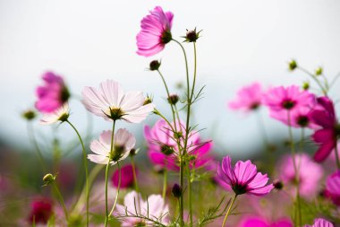 Jim Thompson Çiftliği, Nakhon Ratchasima Tayland 'daki Cosmos tarlasında her yıl Aralık ayında düzenlenen diğer güzel çiçekler ve önemli sergiler de dahil..