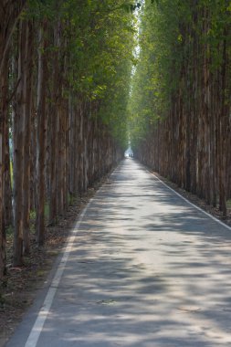 Eucalyptus Yolu 'nda yürüyüş yapın ve Eucalyptus Yolu, Kasetsart Üniversitesi, Kamphaeng Saen Kampüsü, Nakhon Pathom' daki güzel ve alışılmadık atmosferin fotoğraflarını çekin..