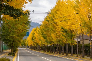 Kasım ayında Omachi Şehri 'ne giden yüzlerce ginkgo ağacından oluşan bir tünelin güzelliği, Nagano Bölgesi, Japonya.