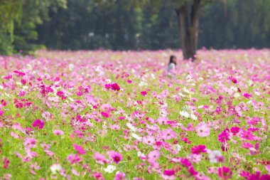 Jim Thompson Çiftliği Nakhon Ratchasima Tayland 'daki Cosmos tarlasında her yıl Aralık ayında yapılan diğer güzel çiçekler, önemli sergiler, halk gösterileri ve lezzetli yemek festivalleri yer alıyor..