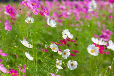 Jim Thompson Çiftliği Nakhon Ratchasima Tayland 'daki Cosmos tarlasında her yıl Aralık ayında yapılan diğer güzel çiçekler, önemli sergiler, halk gösterileri ve lezzetli yemek festivalleri yer alıyor..