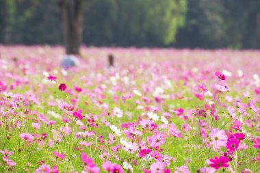 Jim Thompson Çiftliği Nakhon Ratchasima Tayland 'daki Cosmos tarlasında her yıl Aralık ayında yapılan diğer güzel çiçekler, önemli sergiler, halk gösterileri ve lezzetli yemek festivalleri yer alıyor..