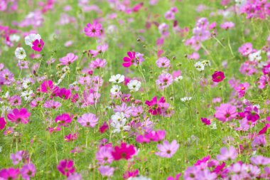 Jim Thompson Çiftliği Nakhon Ratchasima Tayland 'daki Cosmos tarlasında her yıl Aralık ayında yapılan diğer güzel çiçekler, önemli sergiler, halk gösterileri ve lezzetli yemek festivalleri yer alıyor..