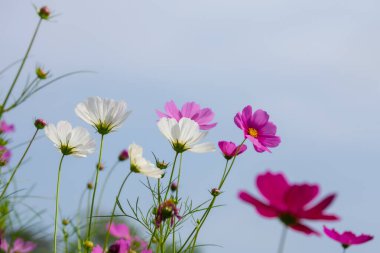 Jim Thompson Çiftliği Nakhon Ratchasima Tayland 'daki Cosmos tarlasında her yıl Aralık ayında yapılan diğer güzel çiçekler, önemli sergiler, halk gösterileri ve lezzetli yemek festivalleri yer alıyor..