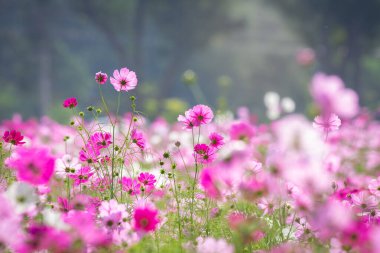 Jim Thompson Çiftliği Nakhon Ratchasima Tayland 'daki Cosmos tarlasında her yıl Aralık ayında yapılan diğer güzel çiçekler, önemli sergiler, halk gösterileri ve lezzetli yemek festivalleri yer alıyor..