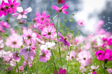 Jim Thompson Çiftliği Nakhon Ratchasima Tayland 'daki Cosmos tarlasında her yıl Aralık ayında yapılan diğer güzel çiçekler, önemli sergiler, halk gösterileri ve lezzetli yemek festivalleri yer alıyor..