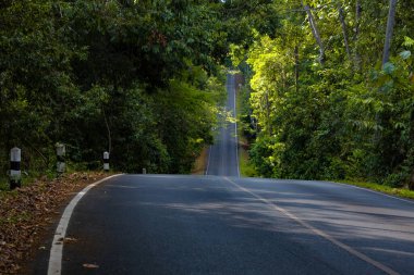 Khao Yai Ulusal Parkı, Nakhon Ratchasima 'da yemyeşil bir orman ve çeşitli vahşi yaşam alanları arasında güzel bir yol..