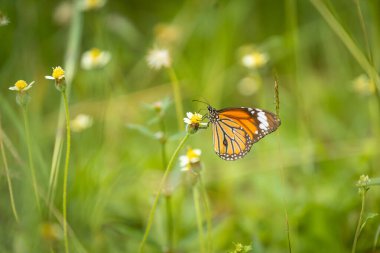 Güzel ve renkli kelebekler, yaz çiçekleri poleninden özenle nektar emiyorlar..
