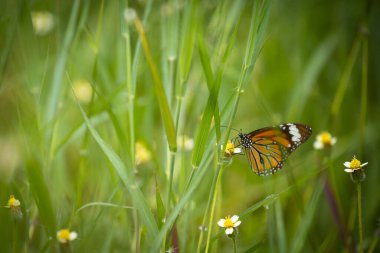 Güzel ve renkli kelebekler, yaz çiçekleri poleninden özenle nektar emiyorlar..