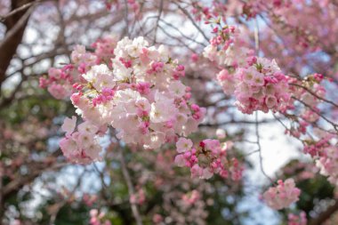 Tokyo, Ueno Park 'taki Hanami ve Japon halkı için güzel bir kiraz çiçeği manzarası önemlidir. Bu çiçek yılda sadece bir kez açar, baharın başlangıcını simgeler.