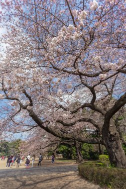 Tokyo, Ueno Park 'taki Hanami ve Japon halkı için güzel bir kiraz çiçeği manzarası önemlidir. Bu çiçek yılda sadece bir kez açar, baharın başlangıcını simgeler.