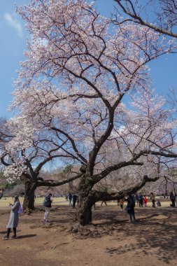 Tokyo, Ueno Park 'taki Hanami ve Japon halkı için güzel bir kiraz çiçeği manzarası önemlidir. Bu çiçek yılda sadece bir kez açar, baharın başlangıcını simgeler.