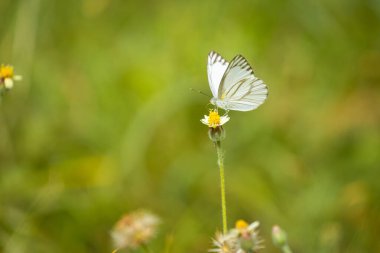 Beautiful and colorful butterflies are intently sucking nectar from the pollen of summer grass flowers clipart