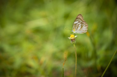 Beautiful and colorful butterflies are intently sucking nectar from the pollen of summer grass flowers clipart