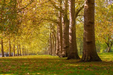 St James 'Park, İngiltere Kraliyet Parkları' nın en eskisidir. Çimlerin üzerinde piknik yapabileceğiniz muhteşem bir parktır. Londra 'nın merasim bölgesinin kalbinde yer almaktadır..