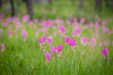 Her yıl Haziran-Ağustos döneminde, Chaiyaphum Eyaleti 'nin Thepsathit İlçesi Pa Hin Ngam Ulusal Parkı' nda Dok Kra Jiao tarlalarının (kızıl çiçekler) pembe çiçeklerinin güzelliği.