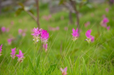 Her yıl Haziran-Ağustos döneminde, Chaiyaphum Eyaleti 'nin Thepsathit İlçesi Pa Hin Ngam Ulusal Parkı' nda Dok Kra Jiao tarlalarının (kızıl çiçekler) pembe çiçeklerinin güzelliği.