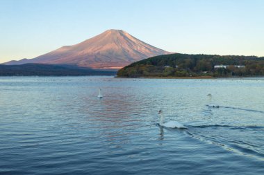 Morning beauty of Mt. Fuji and Lake Yamanaka, the largest of the five lakes surrounding Mt. Fuji, during autumn foliage season, Yamanashi Prefecture, Japan clipart