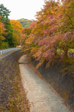 Sonbahar mevsiminde Kawaguchi Maple Koridoru (Momiji- Kairo) en güzel ağaçtır. Yüzlerce metre yürüyebilirsin. Ekim sonu ile Kasım sonu arasında bir festival düzenleniyor..