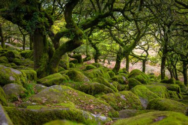 Dartmoor Forest is a primeval forest worth preserving is one of Britain's oldest surviving ancient temperate rainforests, located in Dartmoor National Parks, southwest, Devon, England clipart