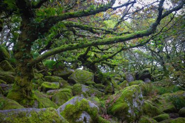 Dartmoor Ormanı, İngiltere 'nin güneybatısındaki Dartmoor Ulusal Parkı' nda bulunan İngiltere 'nin en eski ılıman yağmur ormanlarından biridir.