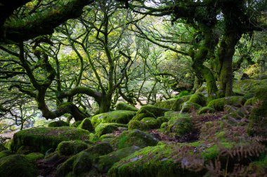 Dartmoor Ormanı, İngiltere 'nin güneybatısındaki Dartmoor Ulusal Parkı' nda bulunan İngiltere 'nin en eski ılıman yağmur ormanlarından biridir.