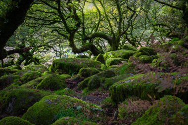Dartmoor Ormanı, İngiltere 'nin güneybatısındaki Dartmoor Ulusal Parkı' nda bulunan İngiltere 'nin en eski ılıman yağmur ormanlarından biridir.