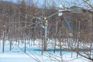 The blue pond is a blessing that came about by accident. Located near Biei town, it was built to prevent damage from mudslides from Mt. Tokachi. The color of the pond ranges from turquoise to emerald clipart