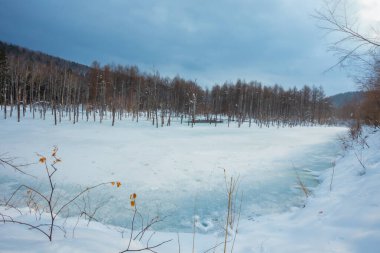 The blue pond is a blessing that came about by accident. Located near Biei town, it was built to prevent damage from mudslides from Mt. Tokachi. The color of the pond ranges from turquoise to emerald clipart