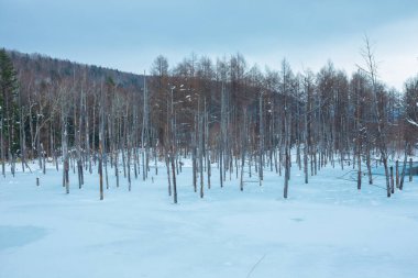 The blue pond is a blessing that came about by accident. Located near Biei town, it was built to prevent damage from mudslides from Mt. Tokachi. The color of the pond ranges from turquoise to emerald clipart