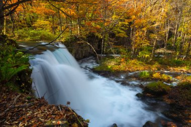 Choshi Otaki Şelaleleri 'nin güzelliği, Oirase Deresi' nin bir parçası, sonbaharda Towada Gölü, Aomori Şehri, Tohoku Bölgesi, Japonya