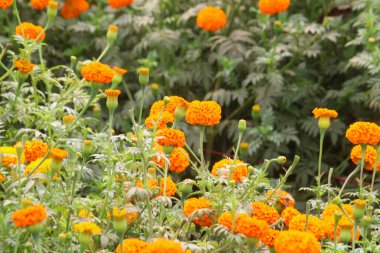 Marigold Çiçek Bahçe.
