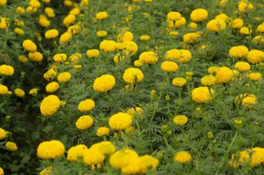 Marigold çiçek alan Tayland
