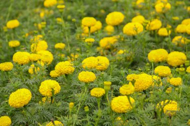 Tarlada sarı çiçek