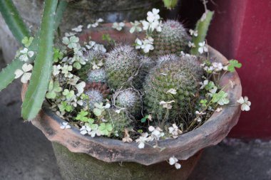 Bahçedeki kaktüs çiçeği.