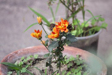 Bahçedeki güzel çiçekler