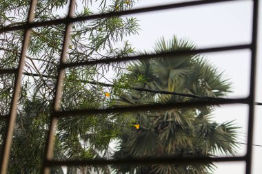 Bahçedeki güzel çiçekler