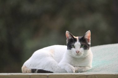 Kedi yerde oturuyor.