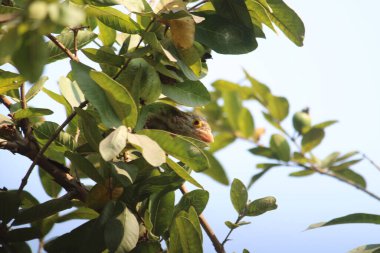 Yeşil yapraklı serçe