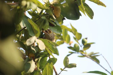 Ağaçtaki kuşa yaklaş.