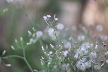 Bahçedeki güzel çiçekler