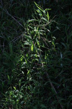 Bahçede yeşil yapraklar