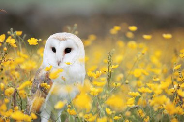 sarı baykuş (strix alba )