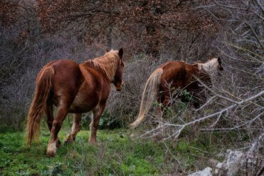 Ormandaki bir çayırda atlar