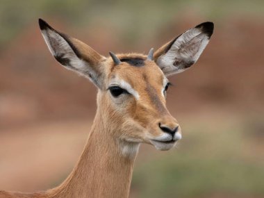 Erkek geyik (cervus elaphus) Kuzey İsrail 'de doğal olarak bulunur..