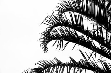 tropical palm leaves isolated on white background. summer background.