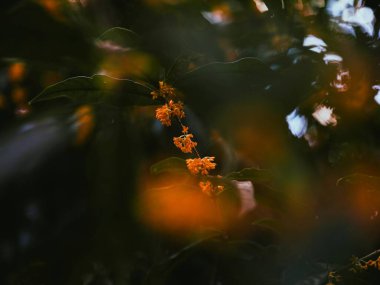 Güzel botanik fotoğrafı, doğal duvar kağıdı.