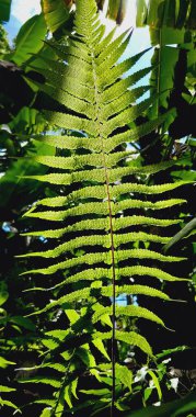 Palmiye yaprakları, bitki.